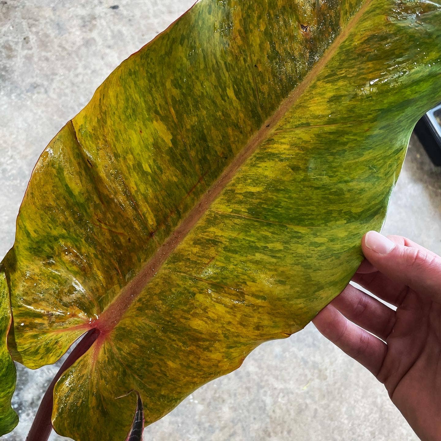 The rare Philodendron Painted Lady x Orange Juice Variegated (Orange Marmalade Indonesian Form) Rare 2.5&quot; Plant boasts fiery variegation. Thrives in bright, indirect light in a well-draining pot.