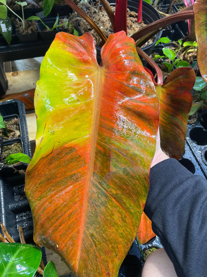 The rare Philodendron Painted Lady x Orange Juice Variegated (Orange Marmalade Indonesian Form) Rare 2.5&quot; Plant boasts fiery variegation. Thrives in bright, indirect light in a well-draining pot.