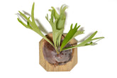 Bring tropical beauty into your home or garden with the striking Staghorn Fern (Platycerium bifurcatum), known for its antler-like fronds and unique ability to attach to trees. Perfect for USDA zone 9a and warmer, it thrives indoors and outdoors in dappled light or indoors as a low-maintenance.
