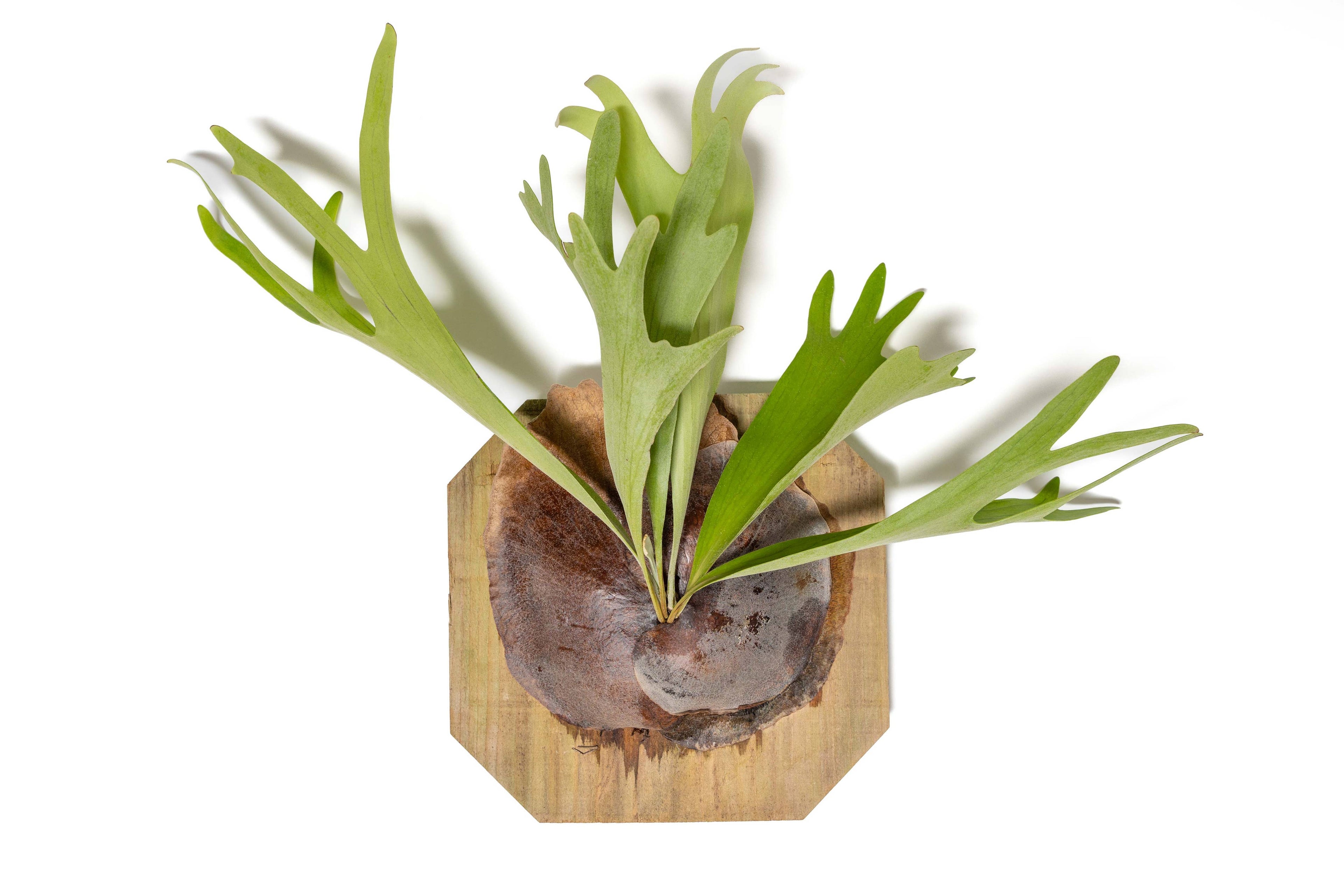 Bring tropical beauty into your home or garden with the striking Staghorn Fern (Platycerium bifurcatum), known for its antler-like fronds and unique ability to attach to trees. Perfect for USDA zone 9a and warmer, it thrives indoors and outdoors in dappled light or indoors as a low-maintenance.