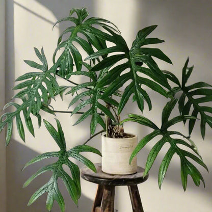 The Philodendron mayoi &