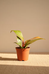 Philodendron McColley’s Finale is a vibrant, easy-care hybrid with fiery red-orange leaves that mature into deep green. 