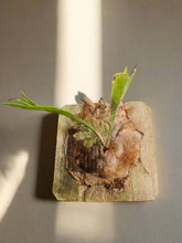 Bring tropical beauty into your home or garden with the striking Staghorn Fern (Platycerium bifurcatum), known for its antler-like fronds and unique ability to attach to trees. Perfect for USDA zone 9a and warmer, it thrives indoors and outdoors in dappled light or indoors as a low-maintenance.
