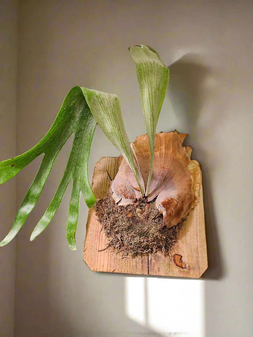 Bring tropical beauty into your home or garden with the striking Staghorn Fern (Platycerium bifurcatum), known for its antler-like fronds and unique ability to attach to trees. Perfect for USDA zone 9a and warmer, it thrives indoors and outdoors in dappled light or indoors as a low-maintenance.