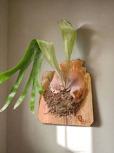 Bring tropical beauty into your home or garden with the striking Staghorn Fern (Platycerium bifurcatum), known for its antler-like fronds and unique ability to attach to trees. Perfect for USDA zone 9a and warmer, it thrives indoors and outdoors in dappled light or indoors as a low-maintenance.