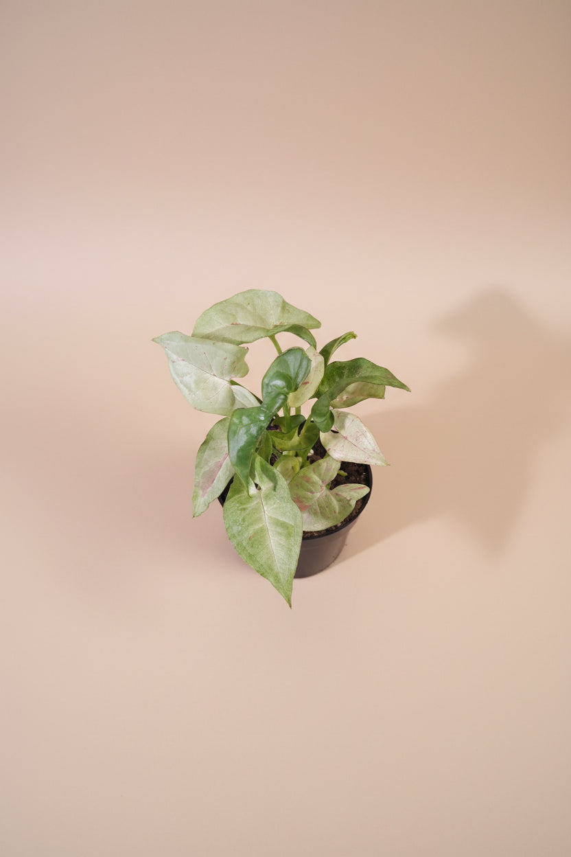 The Syngonium podophyllum ‘Milk Confetti’ is the perfect blend of softness, playfulness, and easy-care beauty—an effortlessly charming addition to any indoor jungle.