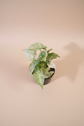 The Syngonium podophyllum ‘Milk Confetti’ is the perfect blend of softness, playfulness, and easy-care beauty—an effortlessly charming addition to any indoor jungle.