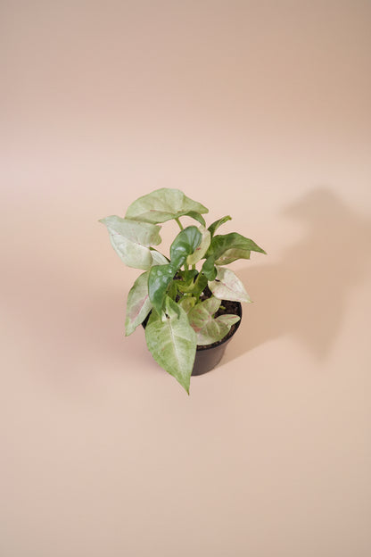 The Syngonium podophyllum ‘Milk Confetti’ is the perfect blend of softness, playfulness, and easy-care beauty—an effortlessly charming addition to any indoor jungle.