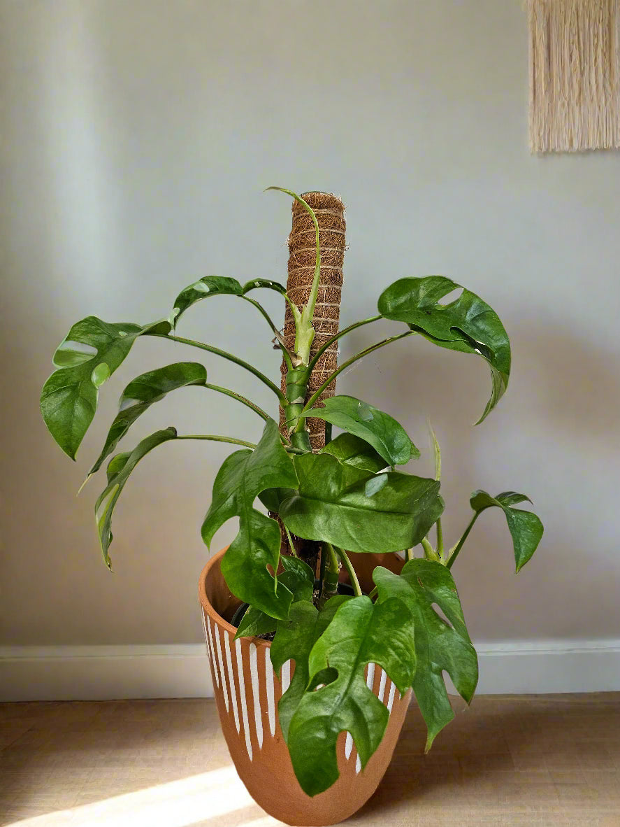 The Rhaphidophora tetrasperma (Mini Monstera, Monstera Ginny) is a fast-growing tropical climber with Monstera-like split leaves. Often mislabeled as Philodendron Minima, it thrives in bright, indirect light with high humidity. Highly sought after for its compact size and fenestrated foliage, it&