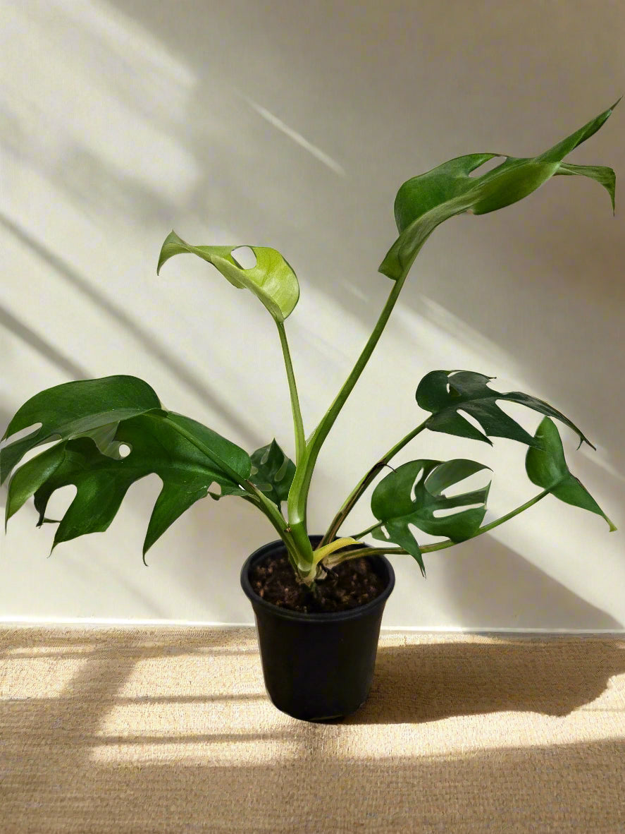 The Rhaphidophora tetrasperma (Mini Monstera, Monstera Ginny) is a fast-growing tropical climber with Monstera-like split leaves. Often mislabeled as Philodendron Minima, it thrives in bright, indirect light with high humidity. Highly sought after for its compact size and fenestrated foliage, it&