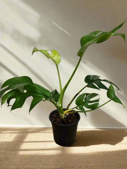 The Rhaphidophora tetrasperma (Mini Monstera, Monstera Ginny) is a fast-growing tropical climber with Monstera-like split leaves. Often mislabeled as Philodendron Minima, it thrives in bright, indirect light with high humidity. Highly sought after for its compact size and fenestrated foliage, it&