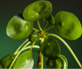 Pilea Peperomioides, also known as the Chinese Money Plant