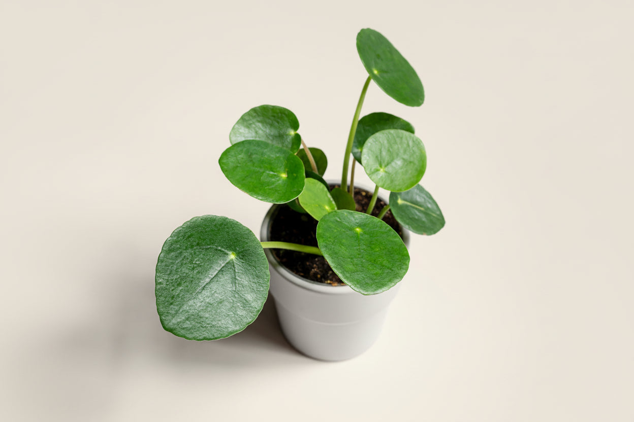 Pilea Peperomioides, also known as the Chinese Money Plant