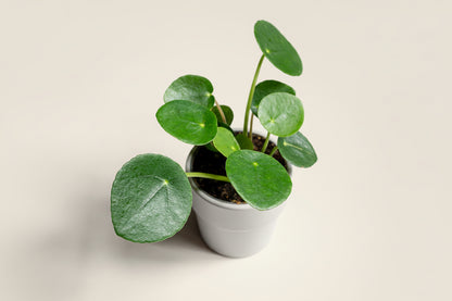 Pilea Peperomioides, also known as the Chinese Money Plant
