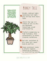 money tree faq Money Tree (Pachira aquatica) Plant – Jungle Relics