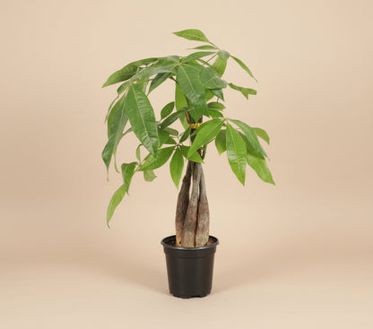 The Money Tree (Pachira aquatica) is a stunning non-toxic houseplant with a braided trunk and lush green leaves, symbolizing luck and prosperity. Perfect for beginners, it thrives in bright, indirect light with minimal care. A stylish, pet-friendly addition that brings positivity and elegance to any home or office.