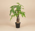 The Money Tree (Pachira aquatica) is a stunning non-toxic houseplant with a braided trunk and lush green leaves, symbolizing luck and prosperity. Perfect for beginners, it thrives in bright, indirect light with minimal care. A stylish, pet-friendly addition that brings positivity and elegance to any home or office.