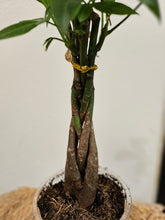 The Money Tree (Pachira aquatica) is a stunning non-toxic houseplant with a braided trunk and lush green leaves, symbolizing luck and prosperity. Perfect for beginners, it thrives in bright, indirect light with minimal care. A stylish, pet-friendly addition that brings positivity and elegance to any home or office.
