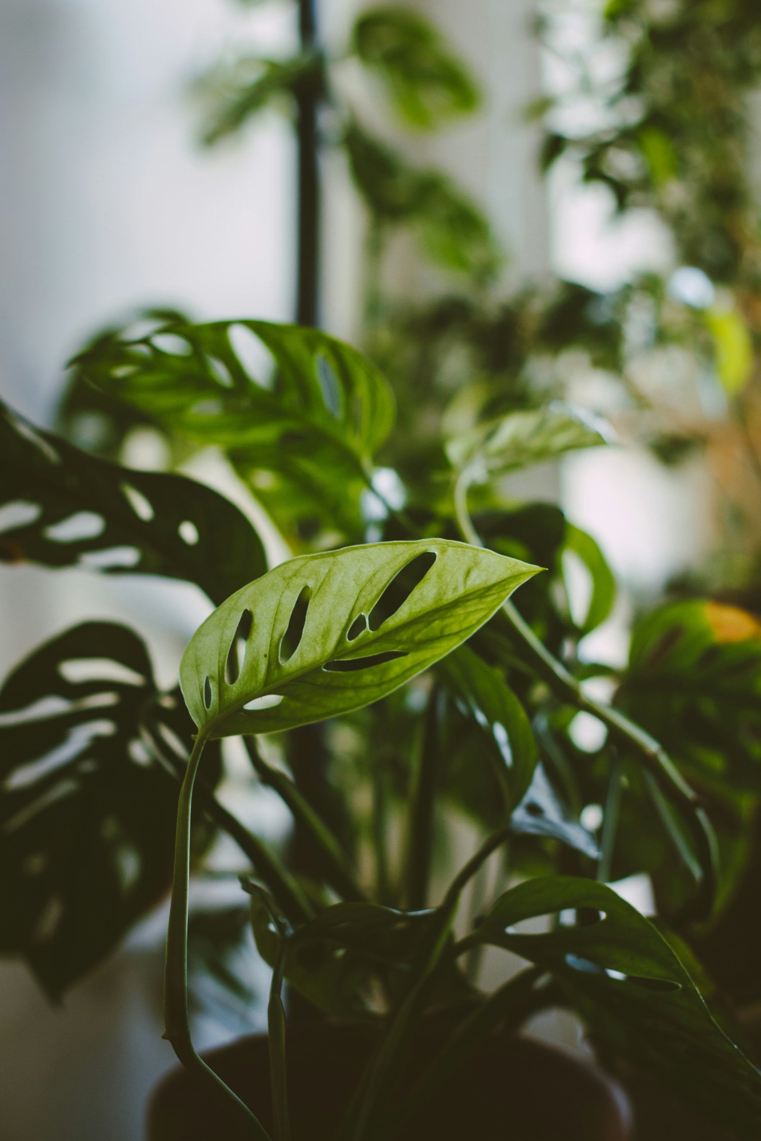 The Monstera Adansonii, or Swiss Cheese Plant, features striking, perforated leaves perfect for trailing or climbing. This low-maintenance plant thrives in bright, indirect light and high humidity. Ideal for beginners and collectors, it adds tropical charm and texture to any space with ease. Toxic to pets.