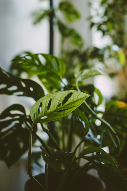 The Monstera Adansonii, or Swiss Cheese Plant, features striking, perforated leaves perfect for trailing or climbing. This low-maintenance plant thrives in bright, indirect light and high humidity. Ideal for beginners and collectors, it adds tropical charm and texture to any space with ease. Toxic to pets.