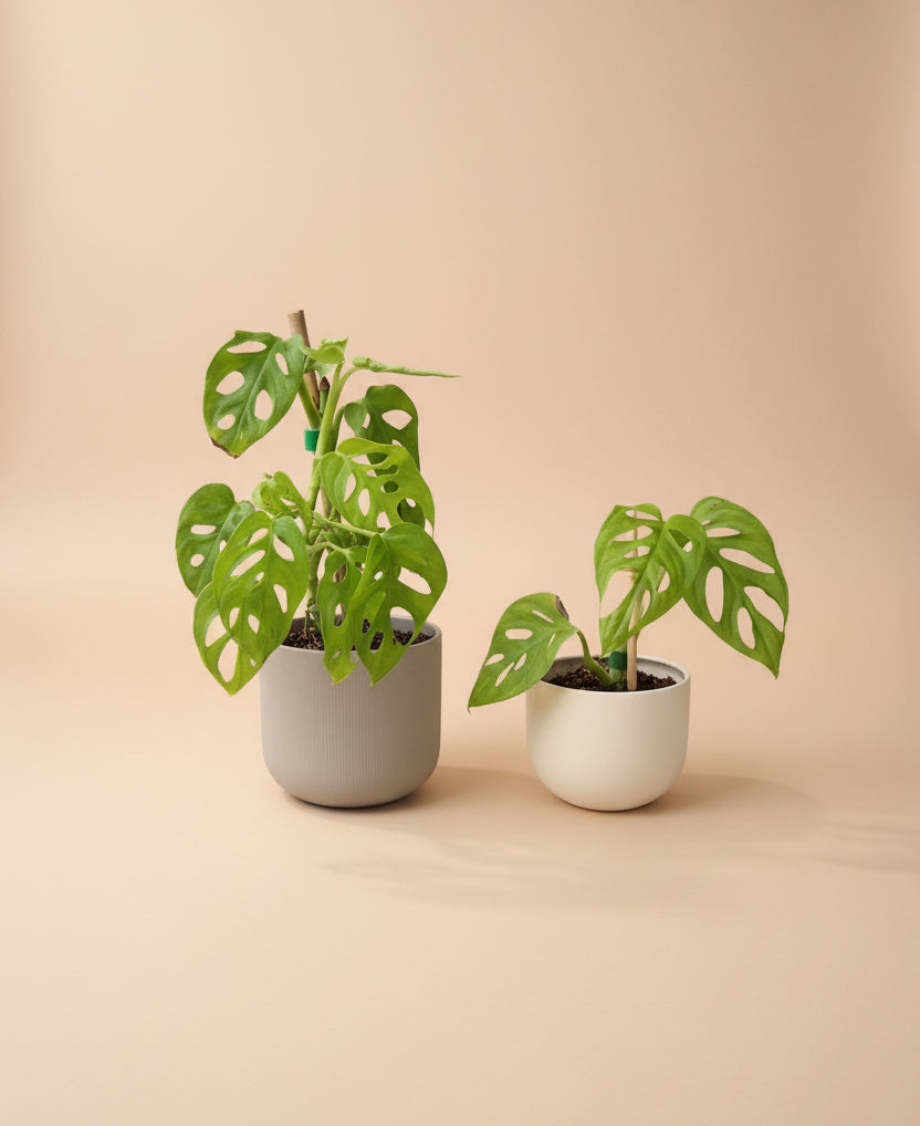 Monstera Adansonii ‘Neon’ features vibrant chartreuse leaves and iconic fenestrations, perfect as a trailing or climbing statement plant for bright indoor spaces.