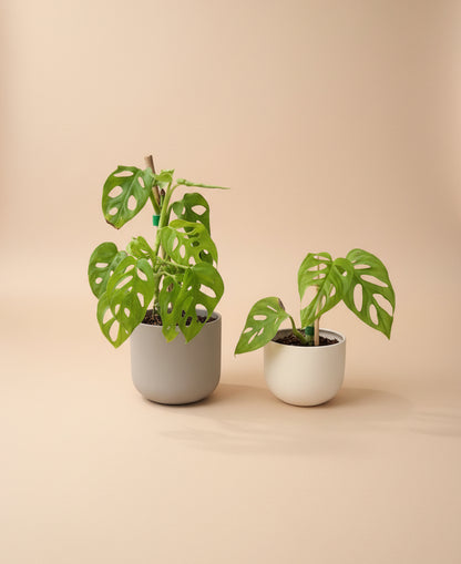 Monstera Adansonii ‘Neon’ features vibrant chartreuse leaves and iconic fenestrations, perfect as a trailing or climbing statement plant for bright indoor spaces.