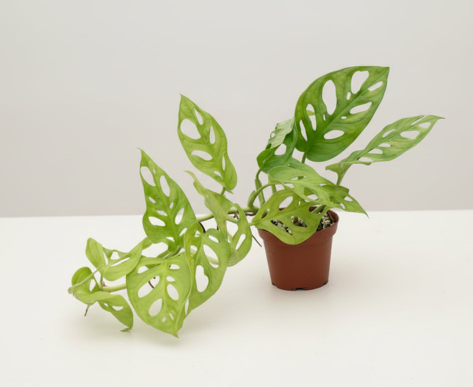 Monstera Adansonii ‘Neon’ features vibrant chartreuse leaves and iconic fenestrations, perfect as a trailing or climbing statement plant for bright indoor spaces.