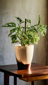 The Monstera Adansonii, or Swiss Cheese Plant, features striking, perforated leaves perfect for trailing or climbing. This low-maintenance plant thrives in bright, indirect light and high humidity. Ideal for beginners and collectors, it adds tropical charm and texture to any space with ease. Toxic to pets.