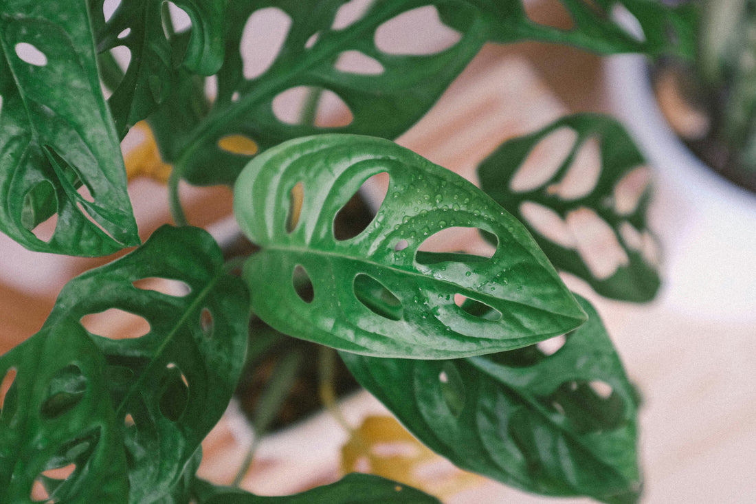 The Monstera Adansonii, or Swiss Cheese Plant, features striking, perforated leaves perfect for trailing or climbing. This low-maintenance plant thrives in bright, indirect light and high humidity. Ideal for beginners and collectors, it adds tropical charm and texture to any space with ease. Toxic to pets.