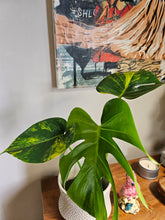 Monstera Aurea Variegata stuns with golden-yellow marbled leaves, rare variegation, and bold tropical vibes—perfect for collectors and indoor jungle lovers.