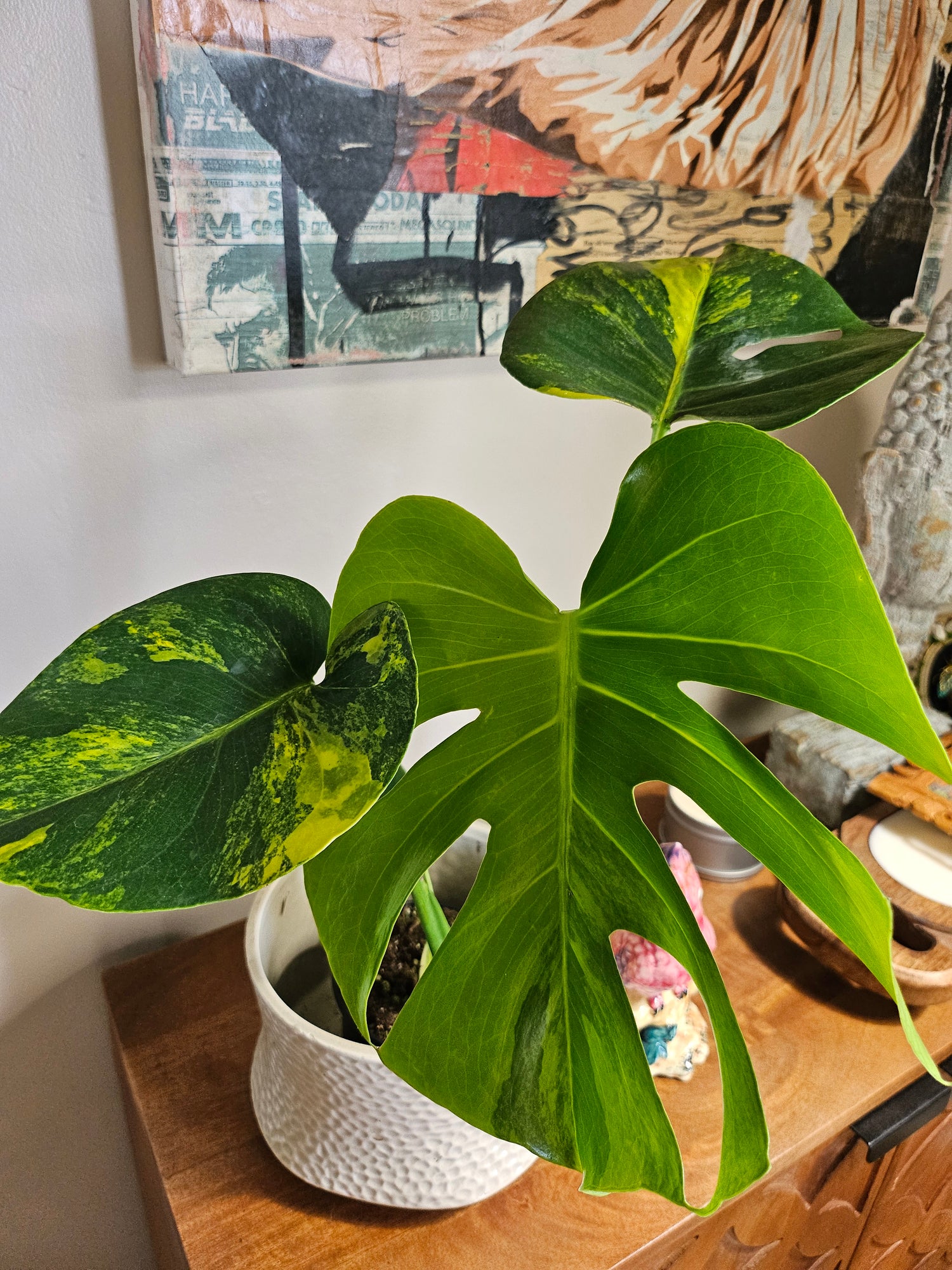 yellow variegated monstera Monstera Aurea Variegata Rare Plant