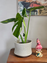 Monstera Aurea Variegata stuns with golden-yellow marbled leaves, rare variegation, and bold tropical vibes—perfect for collectors and indoor jungle lovers.