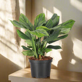 Monstera Black Onyx (pinnatipartita) with deep green striated leaves. Rare climbing aroid that matures into dramatic split foliage.