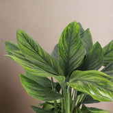 Monstera Black Onyx (pinnatipartita) with deep green striated leaves. Rare climbing aroid that matures into dramatic split foliage.