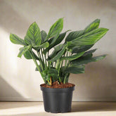 Monstera Black Onyx (pinnatipartita) with deep green striated leaves. Rare climbing aroid that matures into dramatic split foliage.