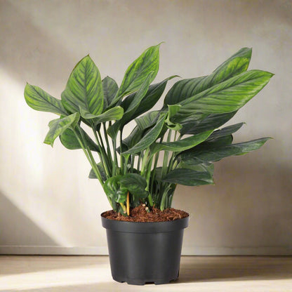 Monstera Black Onyx (pinnatipartita) with deep green striated leaves. Rare climbing aroid that matures into dramatic split foliage.