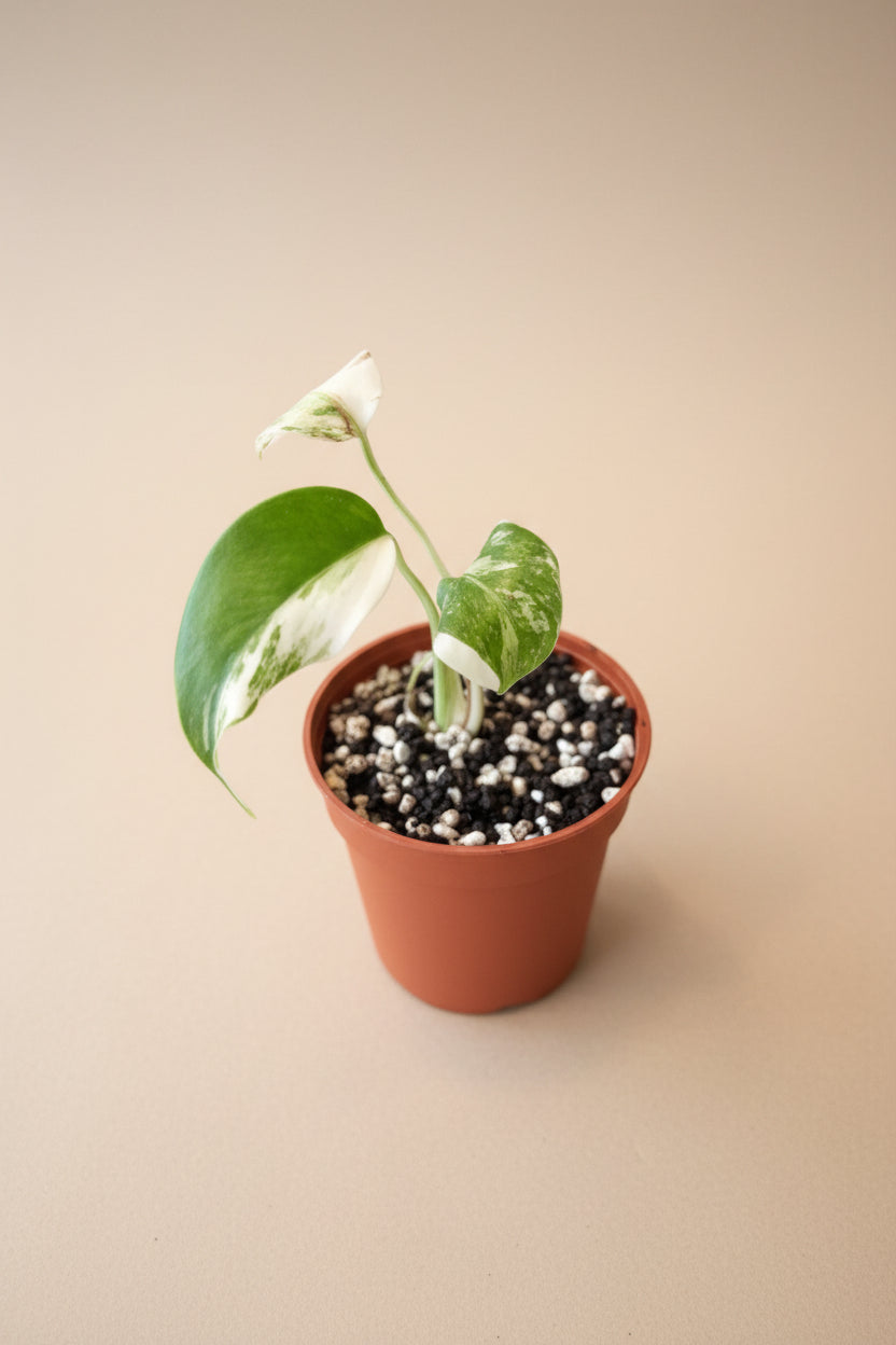 Rare Monstera Borsigiana Albo Variegata featuring stunning white marbled variegation, iconic fenestrated leaves, and exceptional collector appeal.