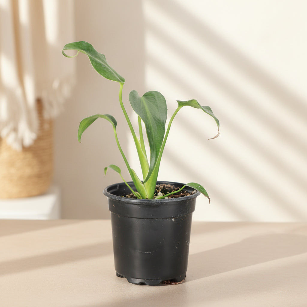 The rare Monstera ‘Burle Marx Flame’ features long, slender leaves that mature into dramatic, deeply lobed foliage. A highly coveted aroid for collectors, thriving in bright, indirect light