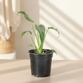 The rare Monstera ‘Burle Marx Flame’ features long, slender leaves that mature into dramatic, deeply lobed foliage. A highly coveted aroid for collectors, thriving in bright, indirect light