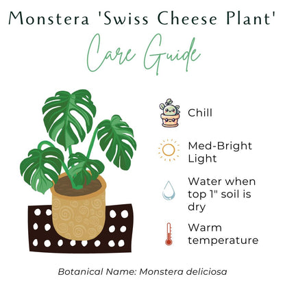 The Monstera Deliciosa, known as the Swiss Cheese Plant, features large, glossy, split leaves that add a tropical vibe to any space. Easy to care for, it thrives in medium to bright indirect light. Perfect for beginners and experienced plant parents, this iconic beauty also purifies the air and elevates your home decor.