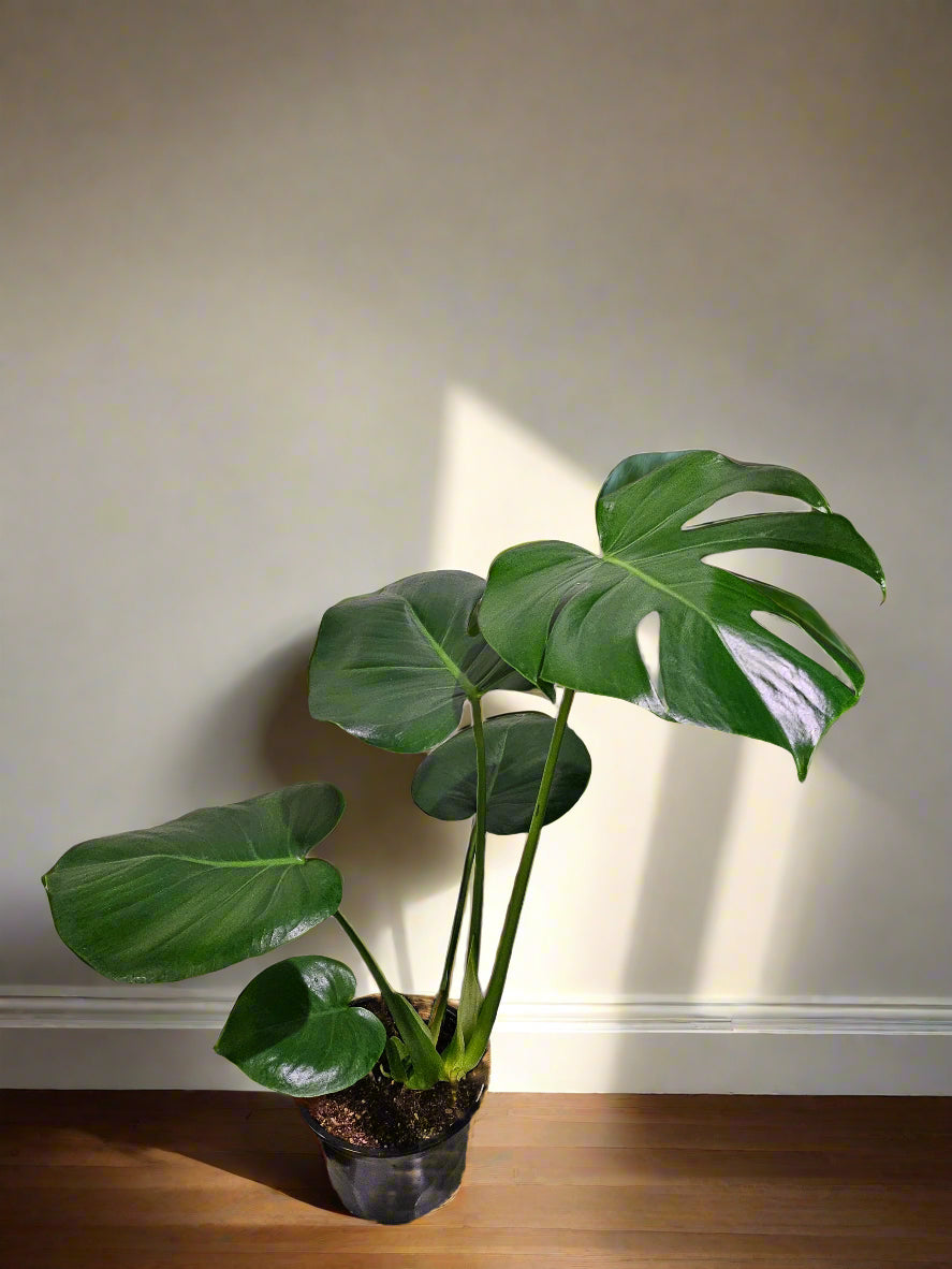 The Monstera Deliciosa, known as the Swiss Cheese Plant, features large, glossy, split leaves that add a tropical vibe to any space. Easy to care for, it thrives in medium to bright indirect light. Perfect for beginners and experienced plant parents, this iconic beauty also purifies the air and elevates your home decor.