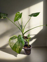 The Monstera Deliciosa Thai Constellation is a rare, highly coveted plant known for its stunning white and cream variegated leaves. Thriving in medium to bright indirect light, this easy-care beauty adds elegance to any space. Each unique leaf has heart-shaped patterns, and brighter light boosts variegation.