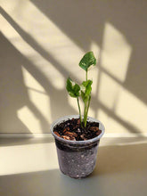 The Monstera Deliciosa Thai Constellation is a rare, highly coveted plant known for its stunning white and cream variegated leaves. Thriving in medium to bright indirect light, this easy-care beauty adds elegance to any space. Each unique leaf has heart-shaped patterns, and brighter light boosts variegation.