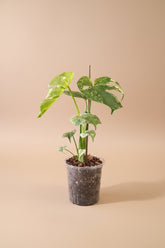Rare Monstera Deliciosa ‘White Monster’ Variegated is one of the most coveted plants in the collector world. Its massive, fenestrated leaves are marbled with striking white variegation.