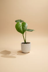 The Monstera Deliciosa, known as the Swiss Cheese Plant, features large, glossy, split leaves that add a tropical vibe to any space. Easy to care for, it thrives in medium to bright indirect light. Perfect for beginners and experienced plant parents, this iconic beauty also purifies the air and elevates your home decor.