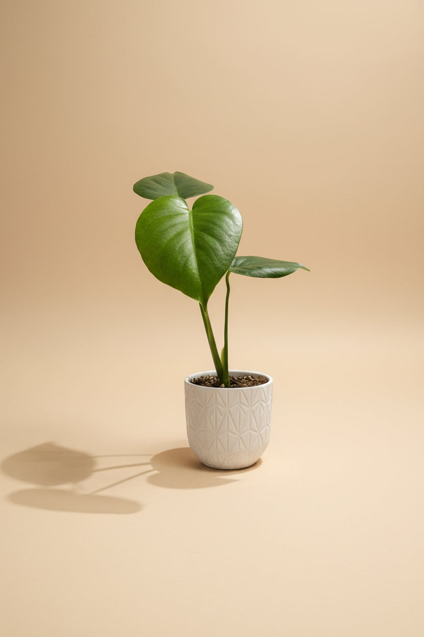 The Monstera Deliciosa, known as the Swiss Cheese Plant, features large, glossy, split leaves that add a tropical vibe to any space. Easy to care for, it thrives in medium to bright indirect light. Perfect for beginners and experienced plant parents, this iconic beauty also purifies the air and elevates your home decor.