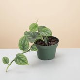 The Monstera Dubai is a rare gem for plant lovers, admired for its velvety, deep emerald leaves with rippling patterns. 