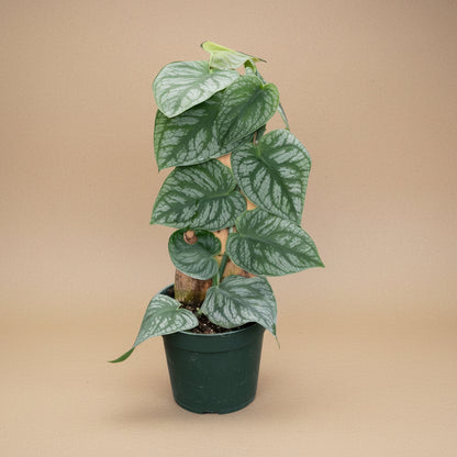 The Monstera Dubai is a rare gem for plant lovers, admired for its velvety, deep emerald leaves with rippling patterns. 