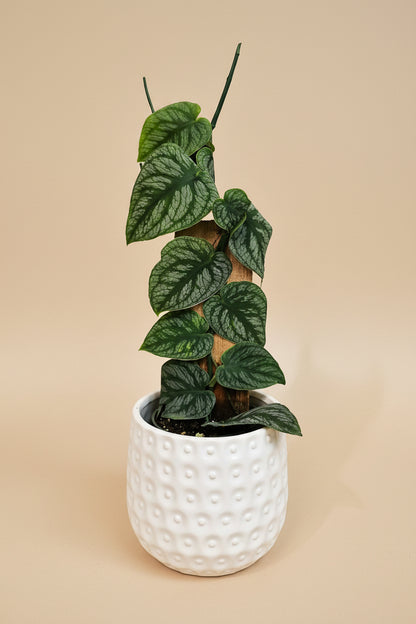 The Monstera Dubai is a rare gem for plant lovers, admired for its velvety, deep emerald leaves with rippling patterns. 