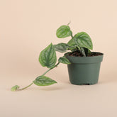 The Monstera Dubai is a rare gem for plant lovers, admired for its velvety, deep emerald leaves with rippling patterns. 